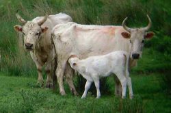 Chillingham wild cattle