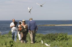 The Farne Islands (© graeme-peacock.com)