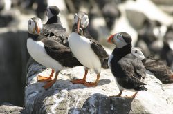 Puffins, The Farne Islands, Northumberland (© graeme-peacock.com)