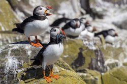 Puffins on the Farne Islands