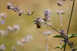 Cheeseburn Open Garden