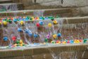 Alnwick Duck Race