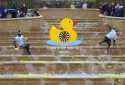 Duck Race, Alnwick Garden