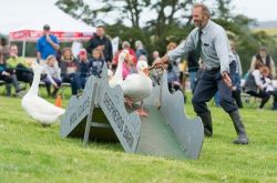 Glanton Show event, Northumberland